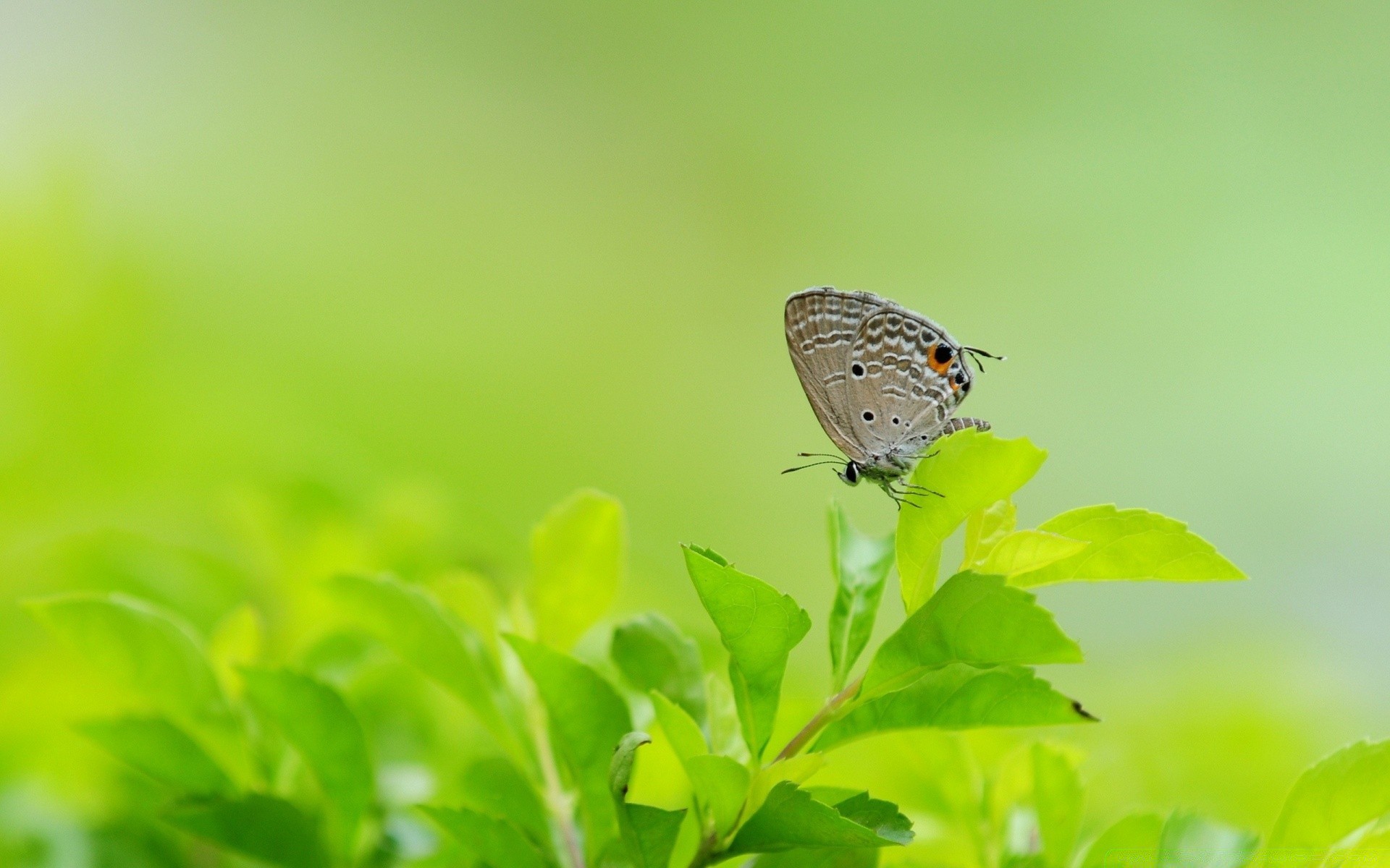 schmetterling natur insekt sommer blatt garten flora tierwelt im freien farbe gutes wetter wenig tier umwelt unschärfe hell biologie ökologie