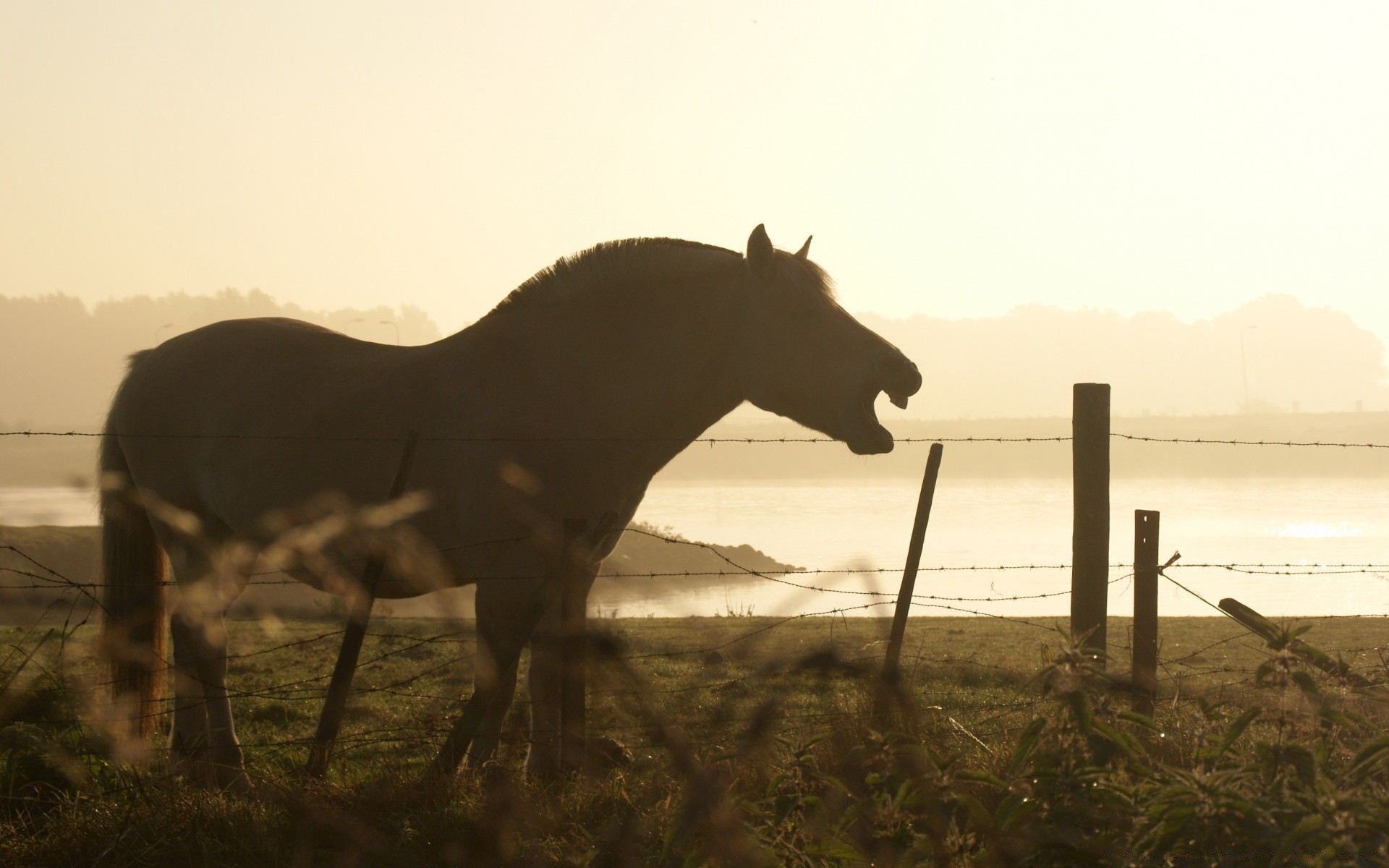 pferd kavallerie säugetier sonnenuntergang mare pferd eins bauernhof himmel landschaft im freien hintergrundbeleuchtung gras sitzen dämmerung