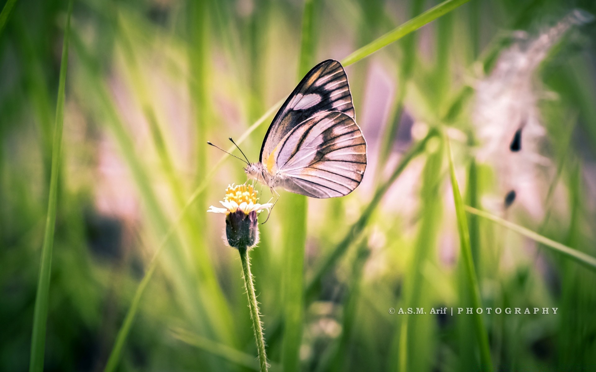 mariposa naturaleza insecto verano hierba al aire libre brillante vida silvestre heno buen tiempo salvaje jardín flora poco flor ala hoja delicado animal