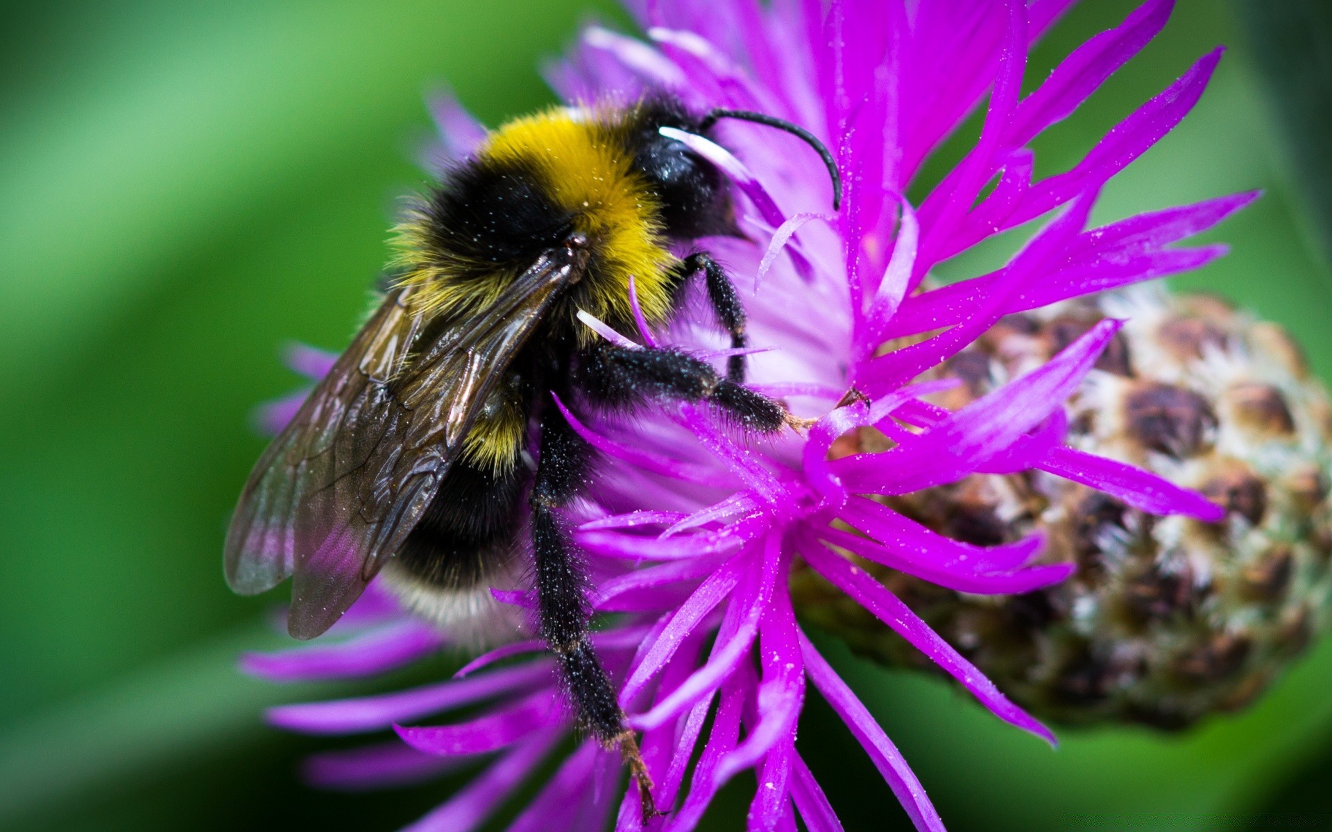 insetti insetto natura ape fiore miele flora all aperto giardino estate polline calabrone selvaggio nettare impollinazione foglia ape primo piano volare petalo