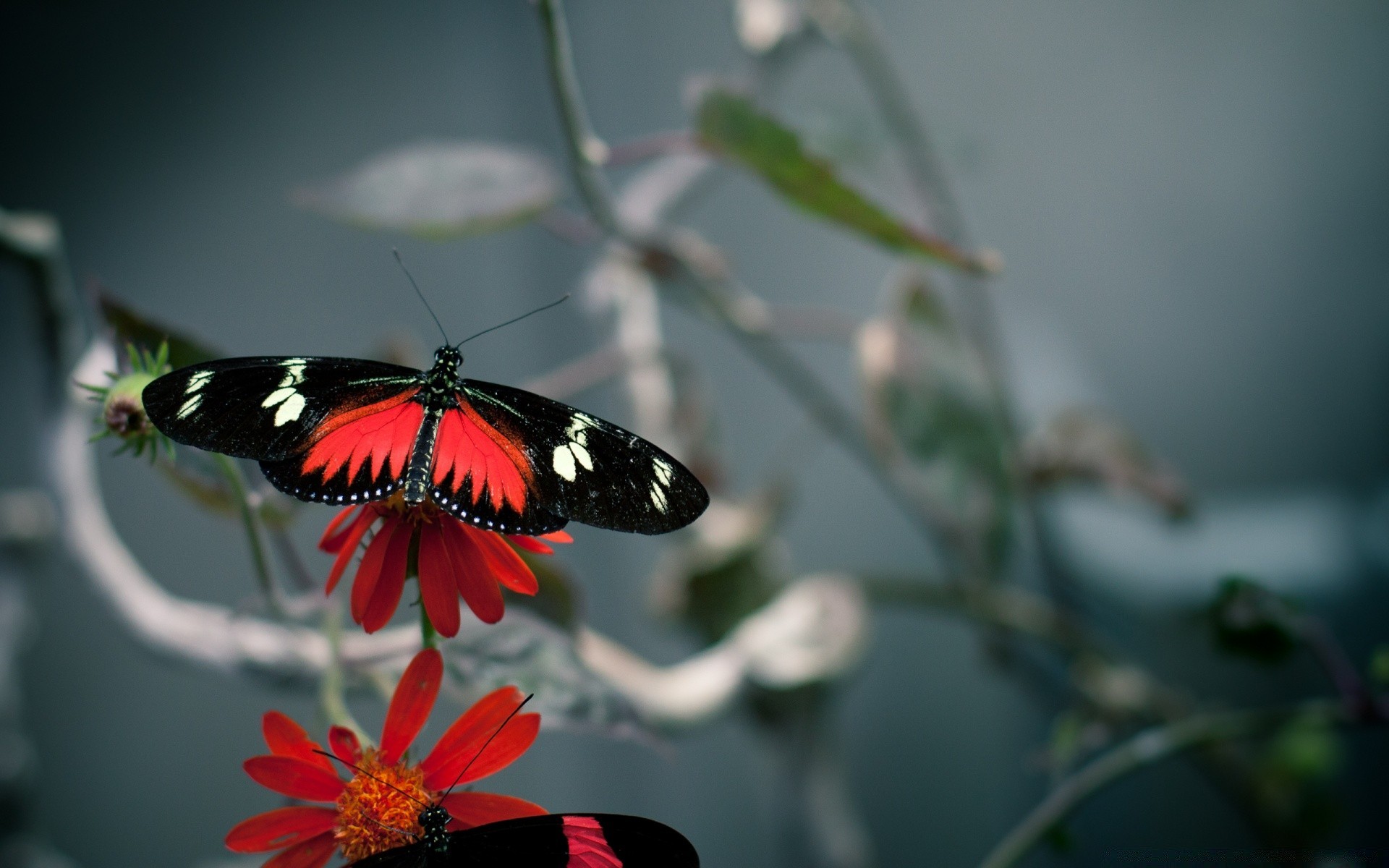 borboleta inseto natureza flor ao ar livre vida selvagem verão folha asa animal invertebrado