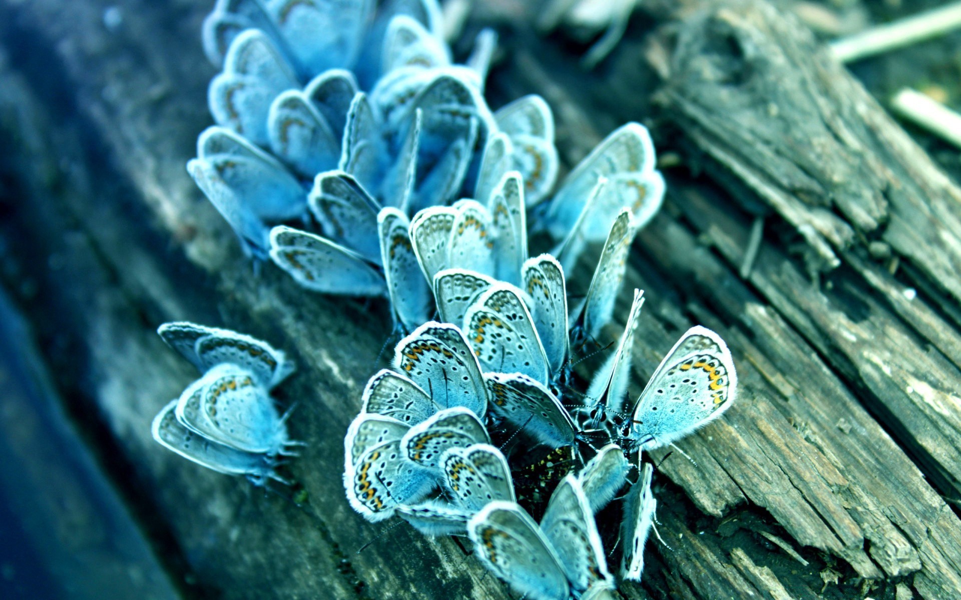 butterfly nature desktop flora close-up color leaf texture pattern beautiful biology flower wood summer tropical decoration