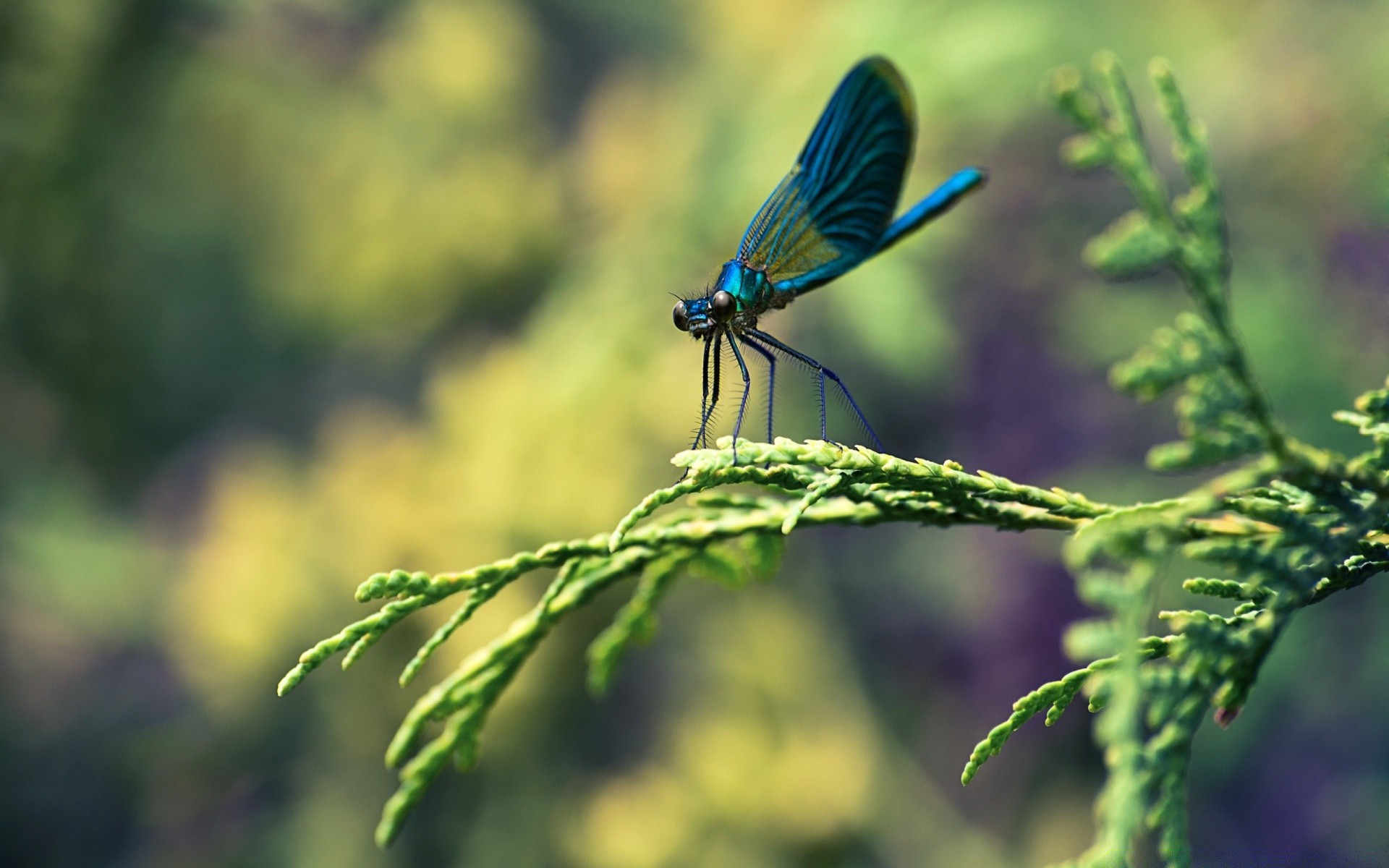 insetos natureza inseto ao ar livre folha vida selvagem verão animal biologia jardim selvagem flora grama borboleta ambiente cor libélula parque voar asa