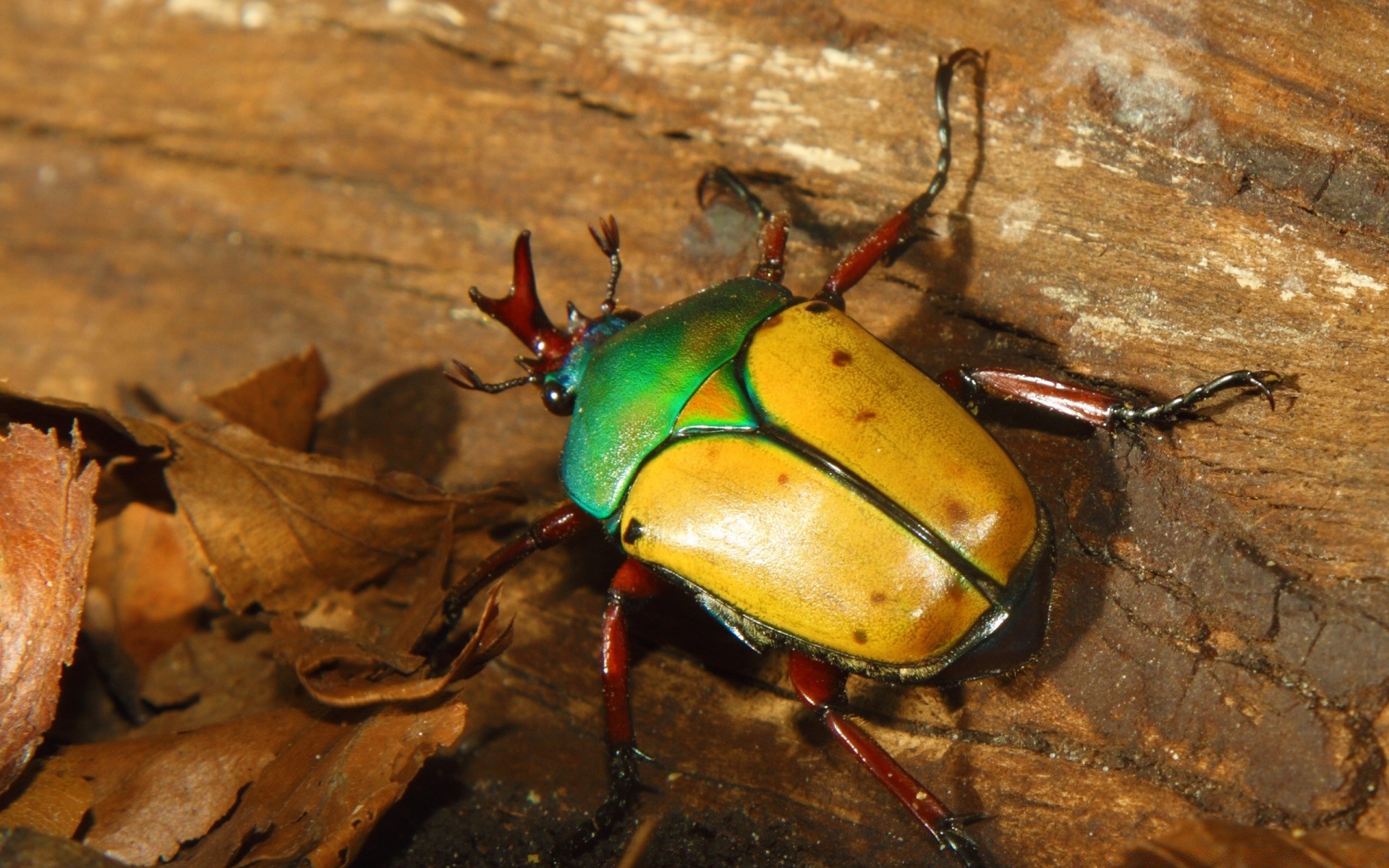 owady bezkręgowce chrząszcz owad przyrody natura na zewnątrz pojedyncze biologia