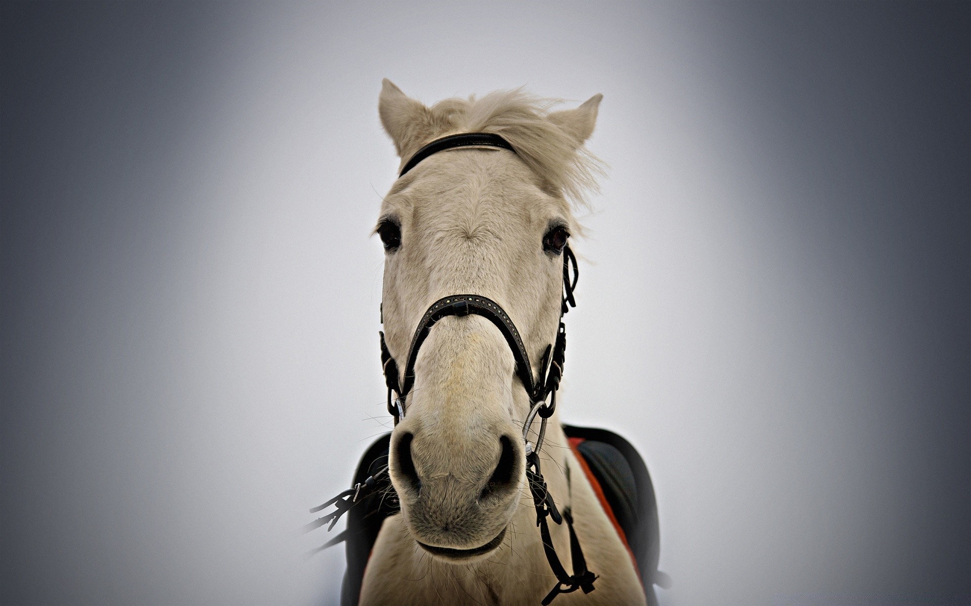 caballos caballería caballo mare animal mamífero semental retrato solo ecuestre cría de caballos sentado cabeza pony