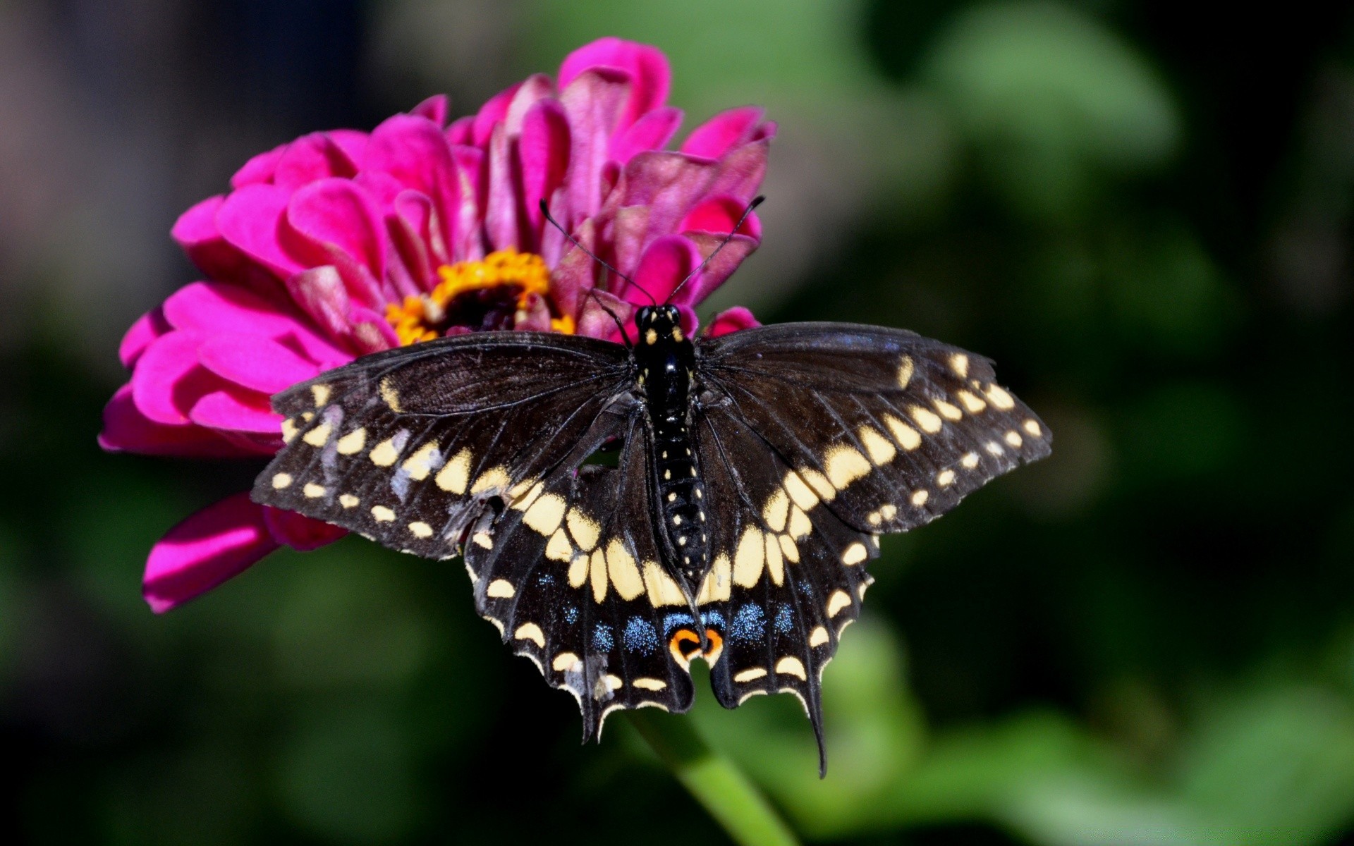 insectes papillon insecte nature fleur à l extérieur jardin aile été invertébrés la faune tendre feuille flore couleur