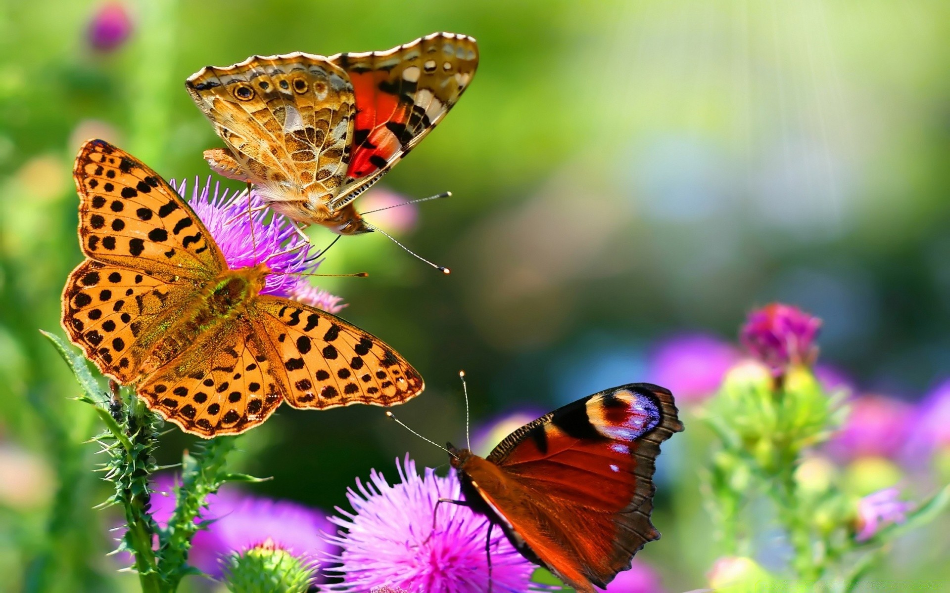 papillon insecte nature fleur été jardin aile la faune à l extérieur lépidoptères animal monarque papillon belle couleur lumineux invertébrés délicat flore