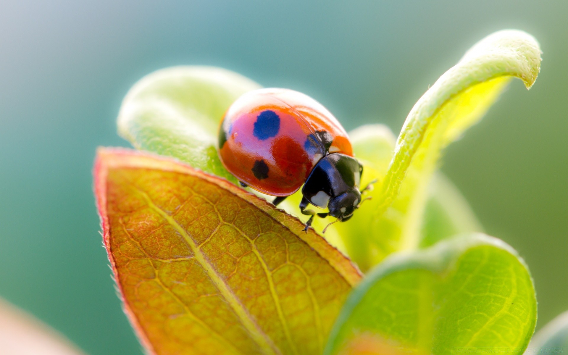 insectes coccinelle nature feuille insecte été biologie flore scarabée jardin lumineux gros plan couleur petit