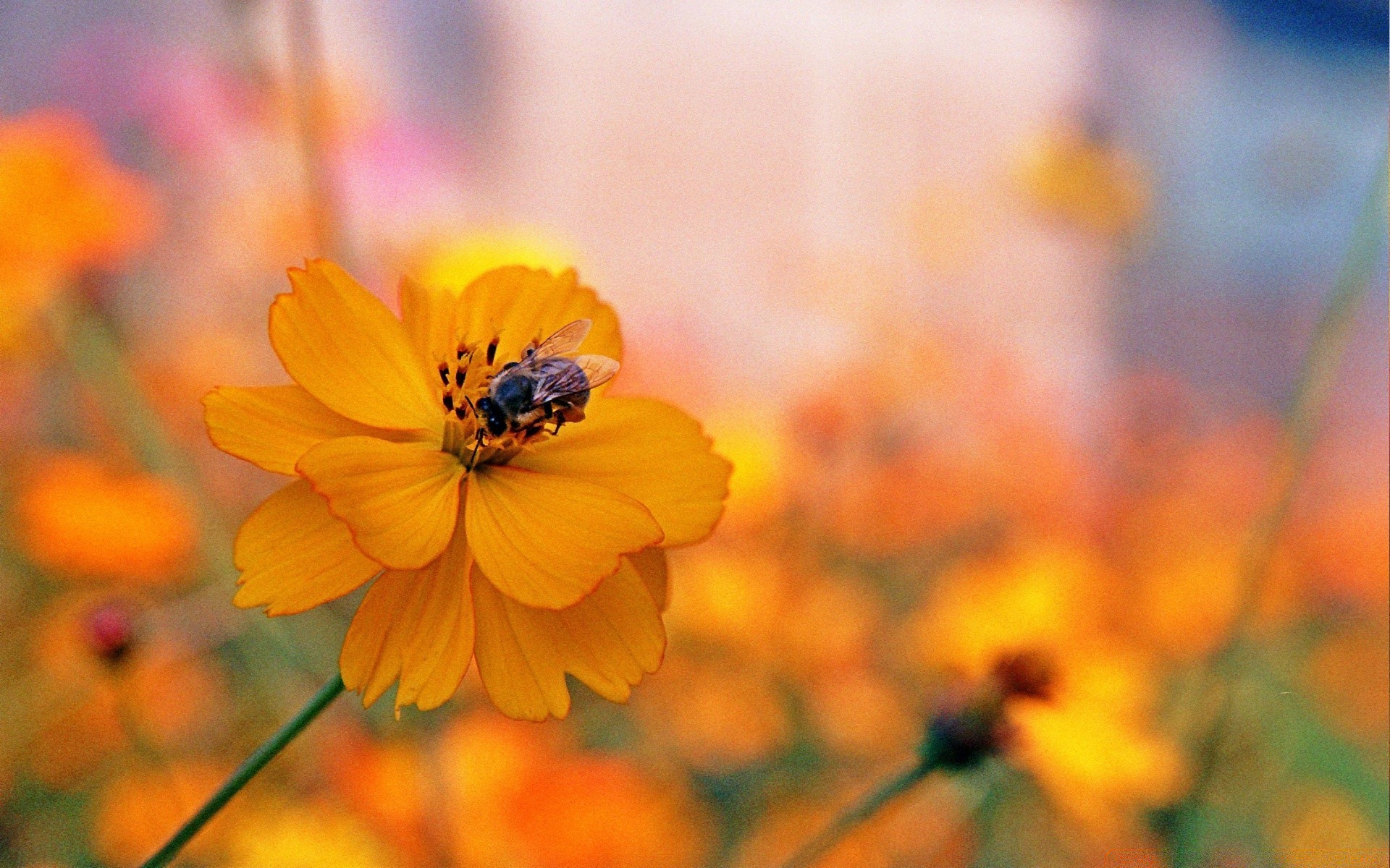 insetos natureza flor verão flora folha brilhante ao ar livre jardim cor crescimento bom tempo borrão