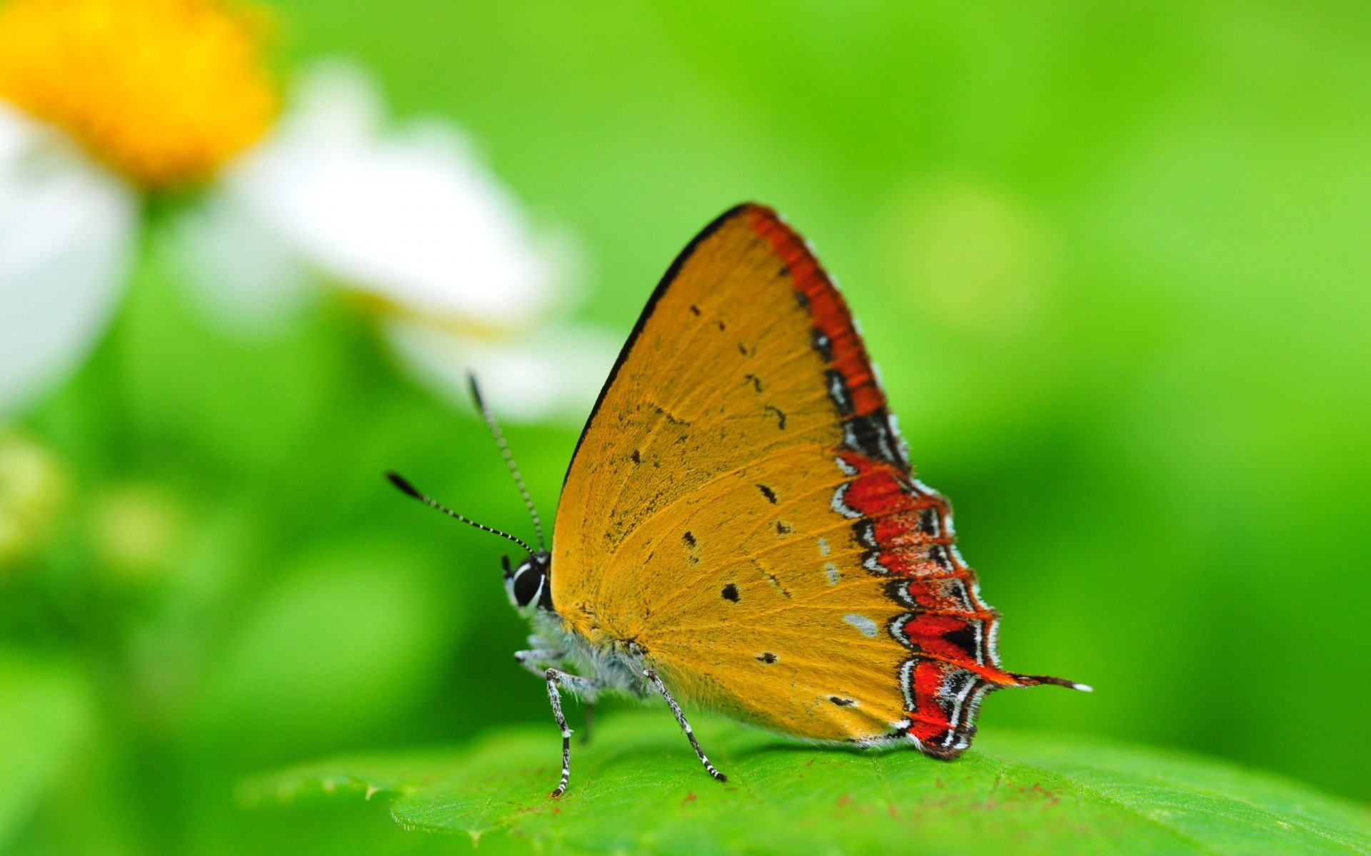 motyl owad natura lato na zewnątrz liść bezkręgowce kwiat przyroda ogród delikatny antena