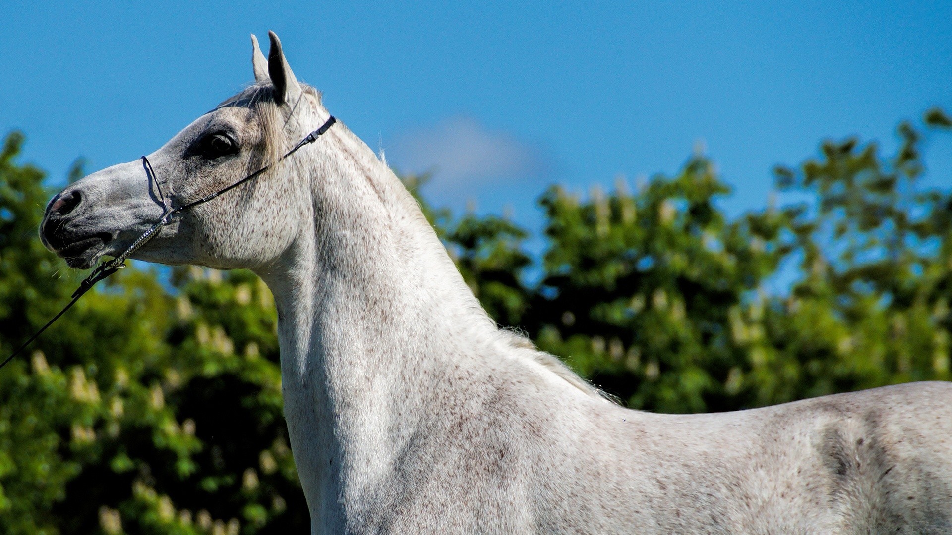 cavalos cavalaria cavalo mare equestre criação de cavalos garanhão mamífero natureza animal fazenda manet ao ar livre retrato pasto pônei puro-sangue rural sozinho gado