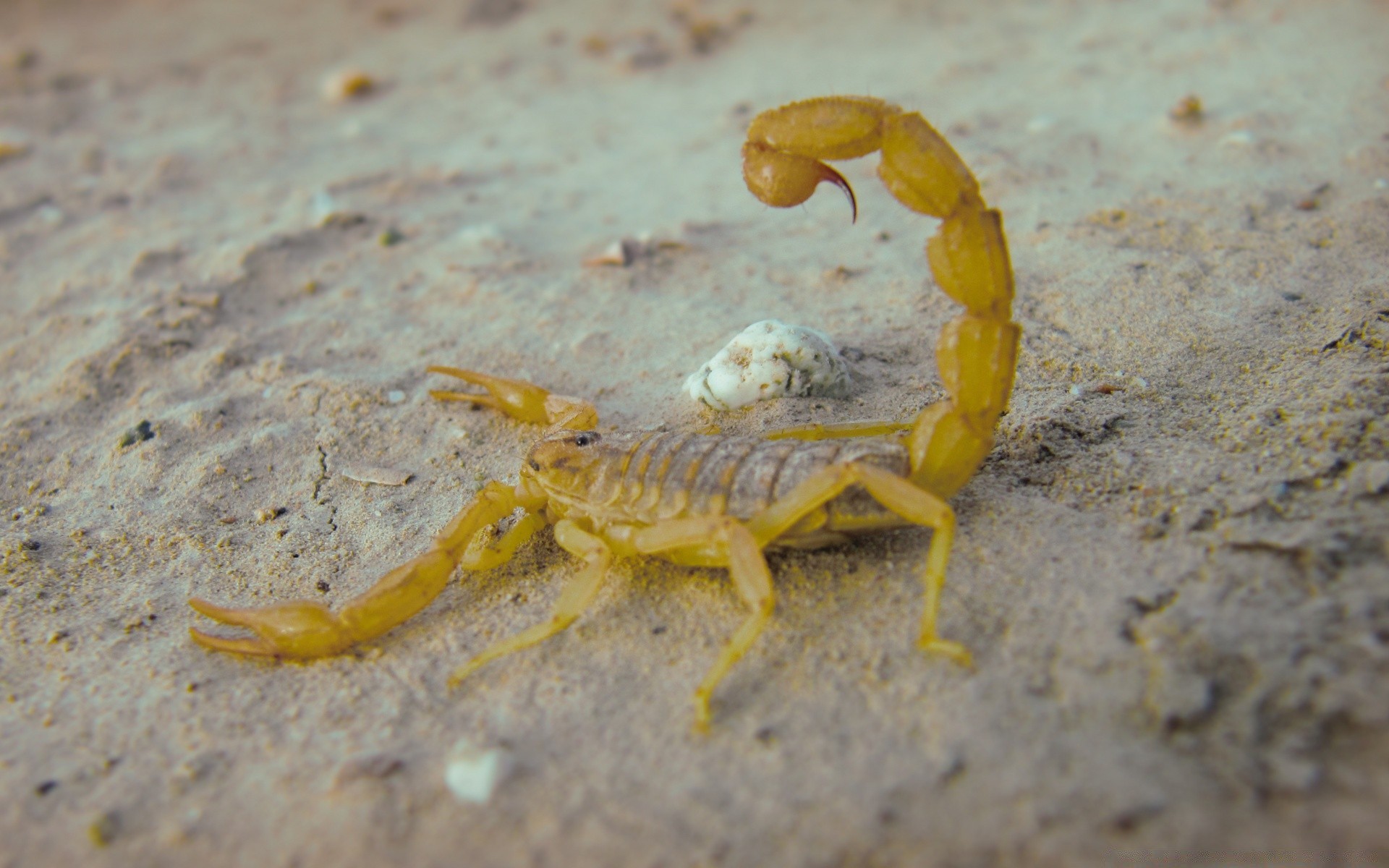 insetos invertebrados caranguejo caranguejo inseto areia natureza vida selvagem marisco sozinho animal mar praia concha close-up oceano