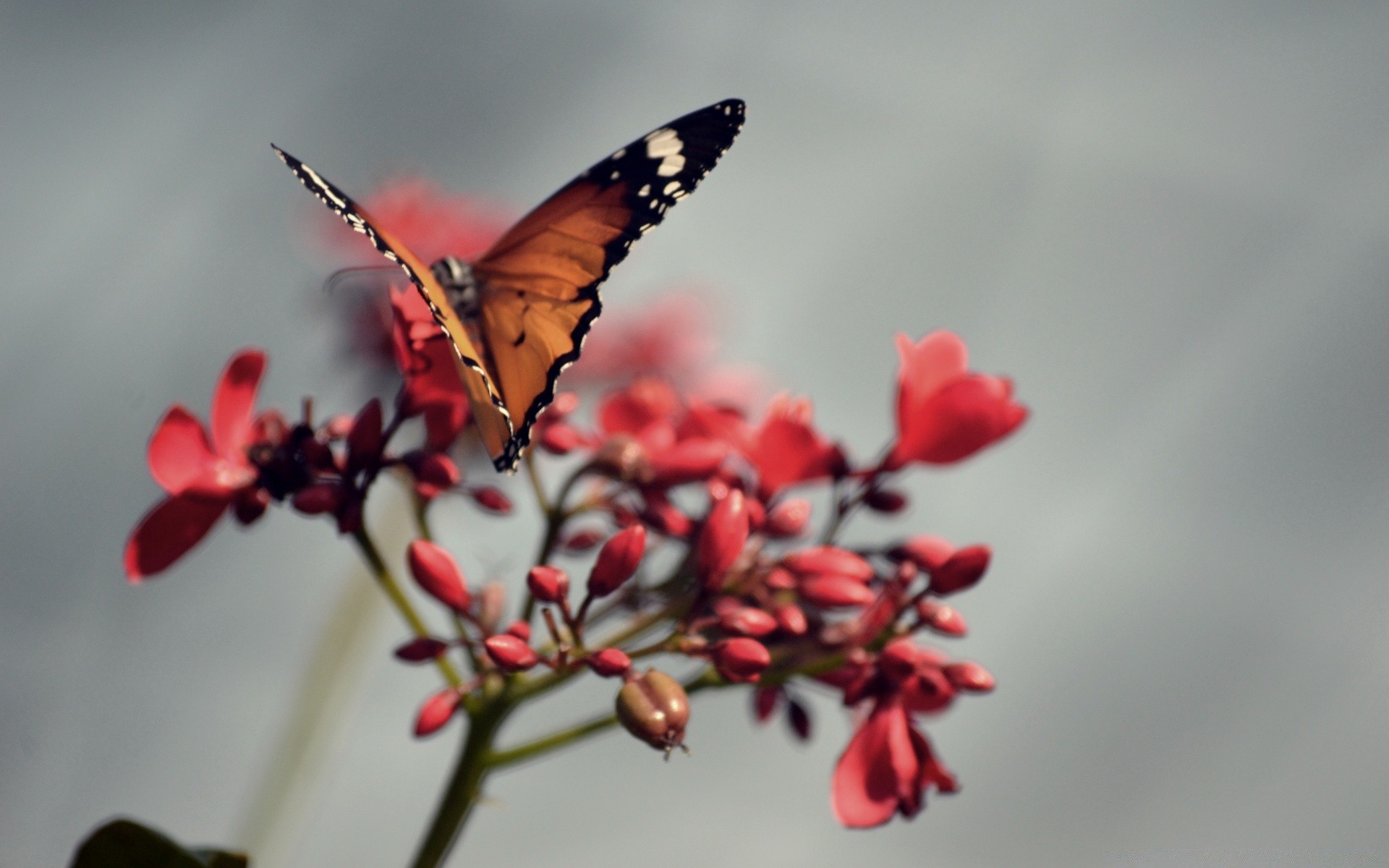 motyl natura owad kwiat na zewnątrz lato delikatny liść dzikiej przyrody ogród flora kolor dobra pogoda jasny