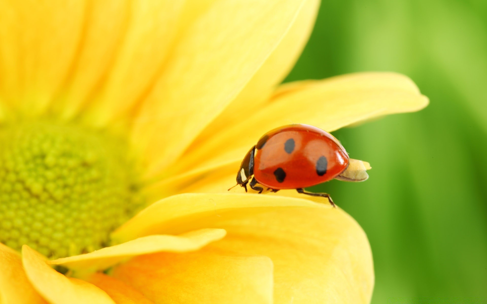 insects ladybug nature insect beetle summer flora bright garden biology color outdoors fair weather flower growth grass leaf tiny purity botanical