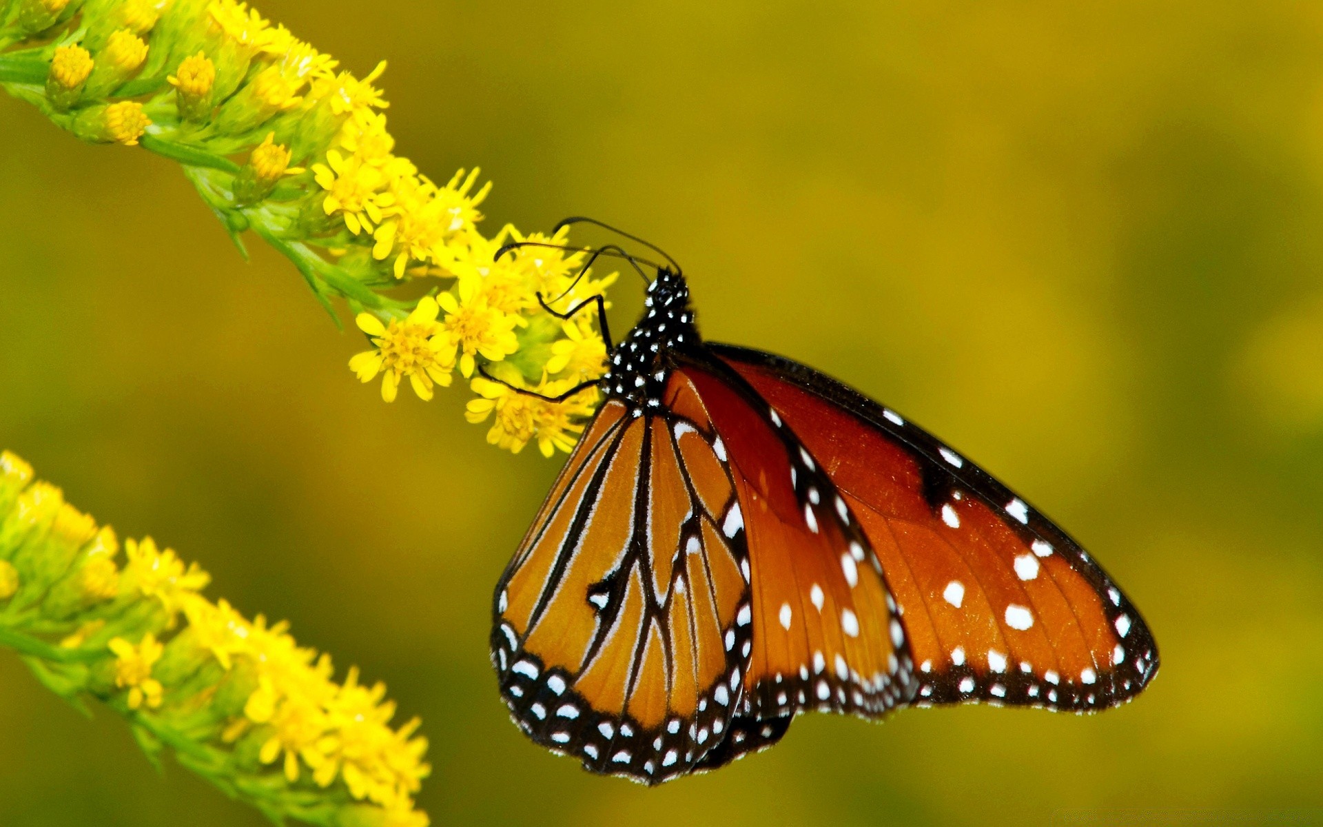 motyl natura owad na zewnątrz lato dzika przyroda bezkręgowce mało liść kwiat