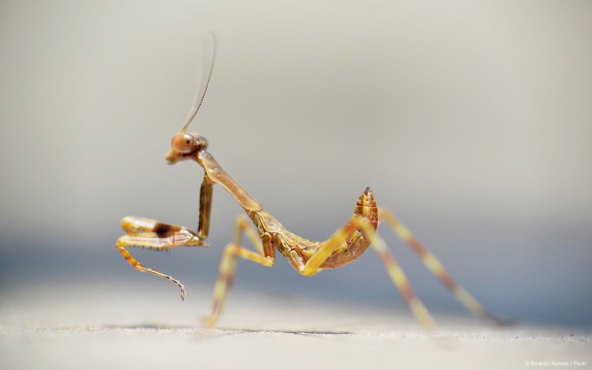 insetti insetto invertebrati mantide religiosa fauna selvatica ragno cavalletta natura animale vista laterale libellula sfocatura antenna biologia uno all aperto