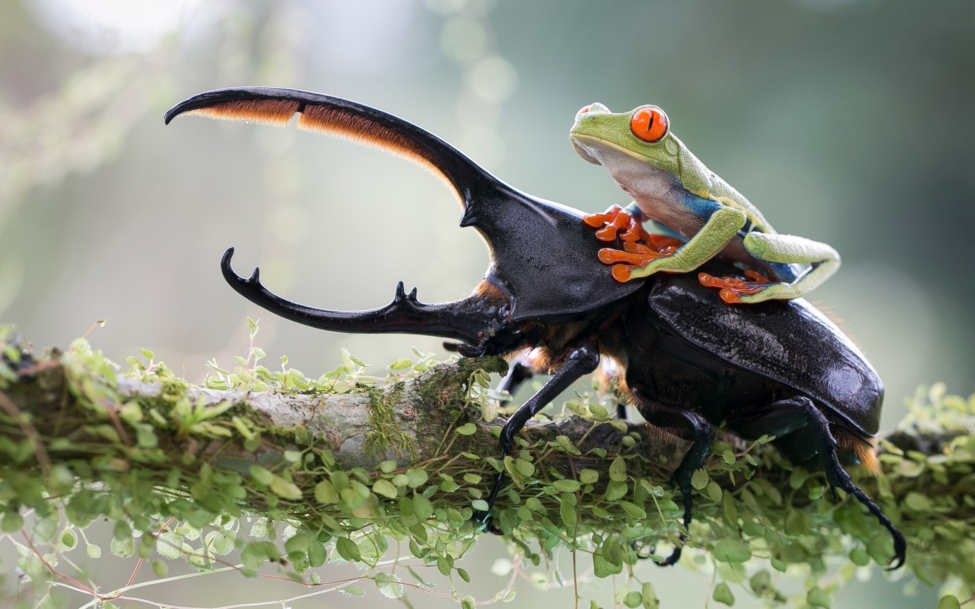 insetti uccello fauna selvatica natura animale albero insetto