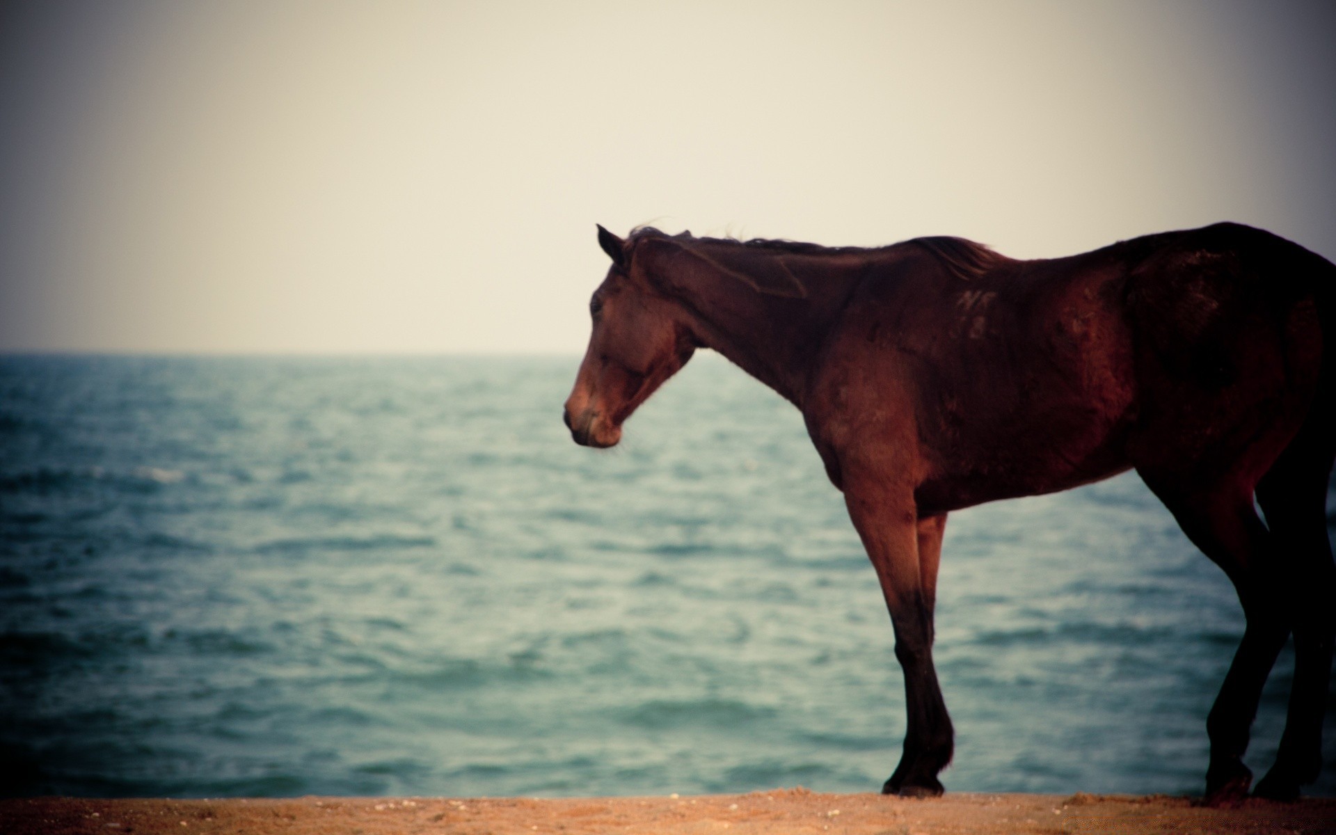 caballos caballo mamífero mare cría de caballos ecuestre caballería