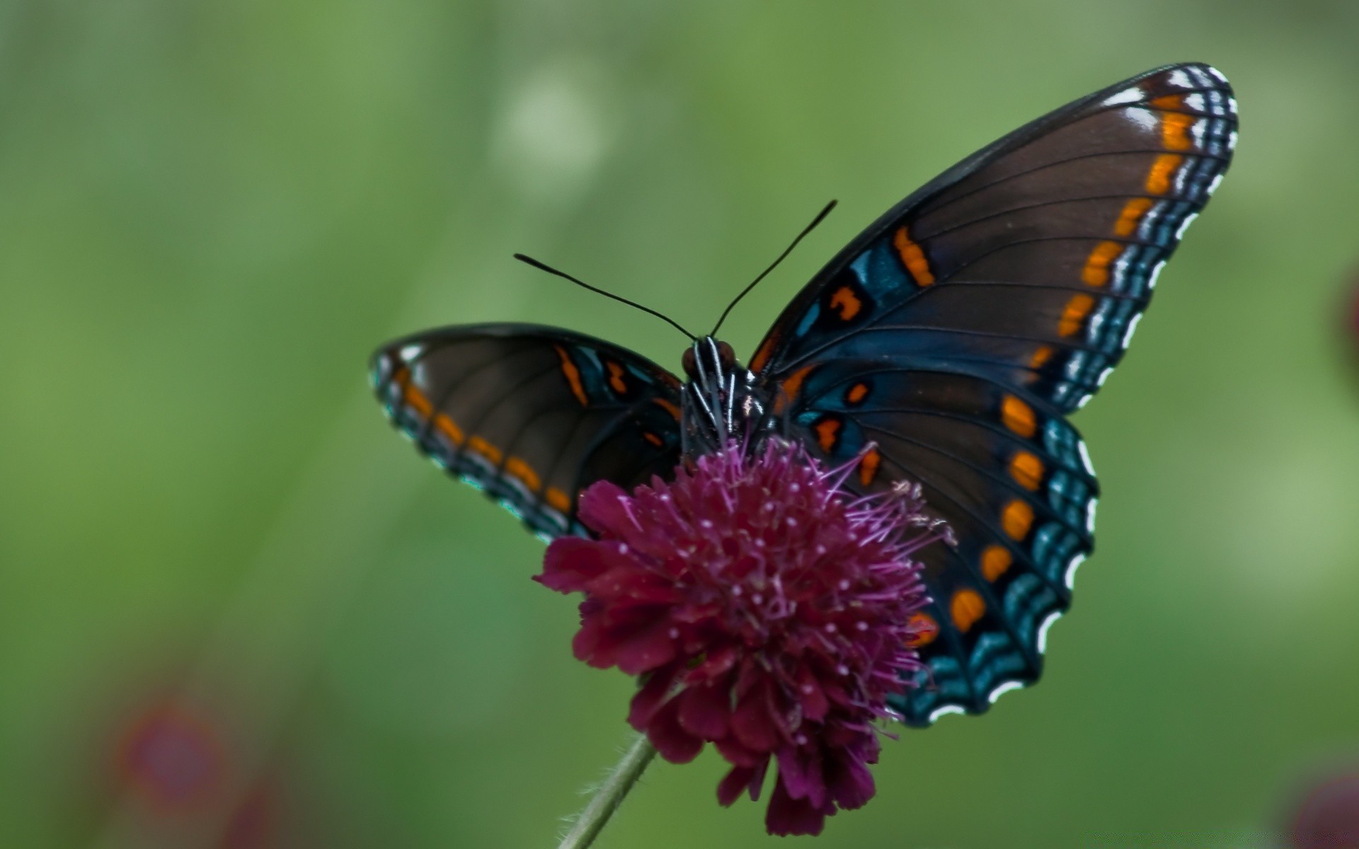 butterfly insect nature invertebrate wildlife outdoors moth wing lepidoptera monarch summer biology delicate antenna fly flower metamorphosis entomology animal