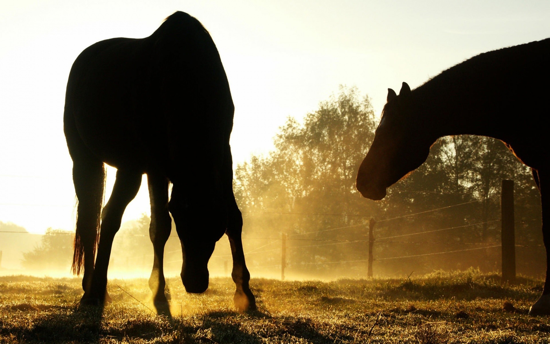 cheval silhouette cavalerie mammifère coucher de soleil rétro-éclairé aube mare animal éléphant herbe nature