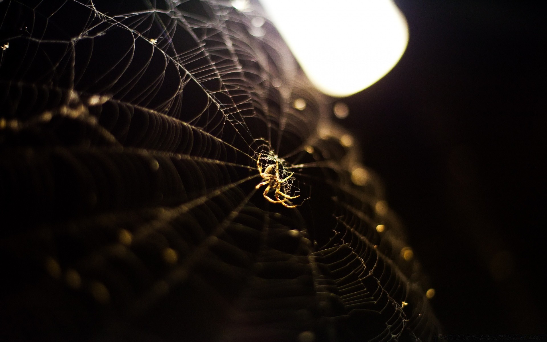 insectes araignée arachnide toile d araignée piège toile d araignée insecte web lumière creepy invertébrés sombre danger flou peur