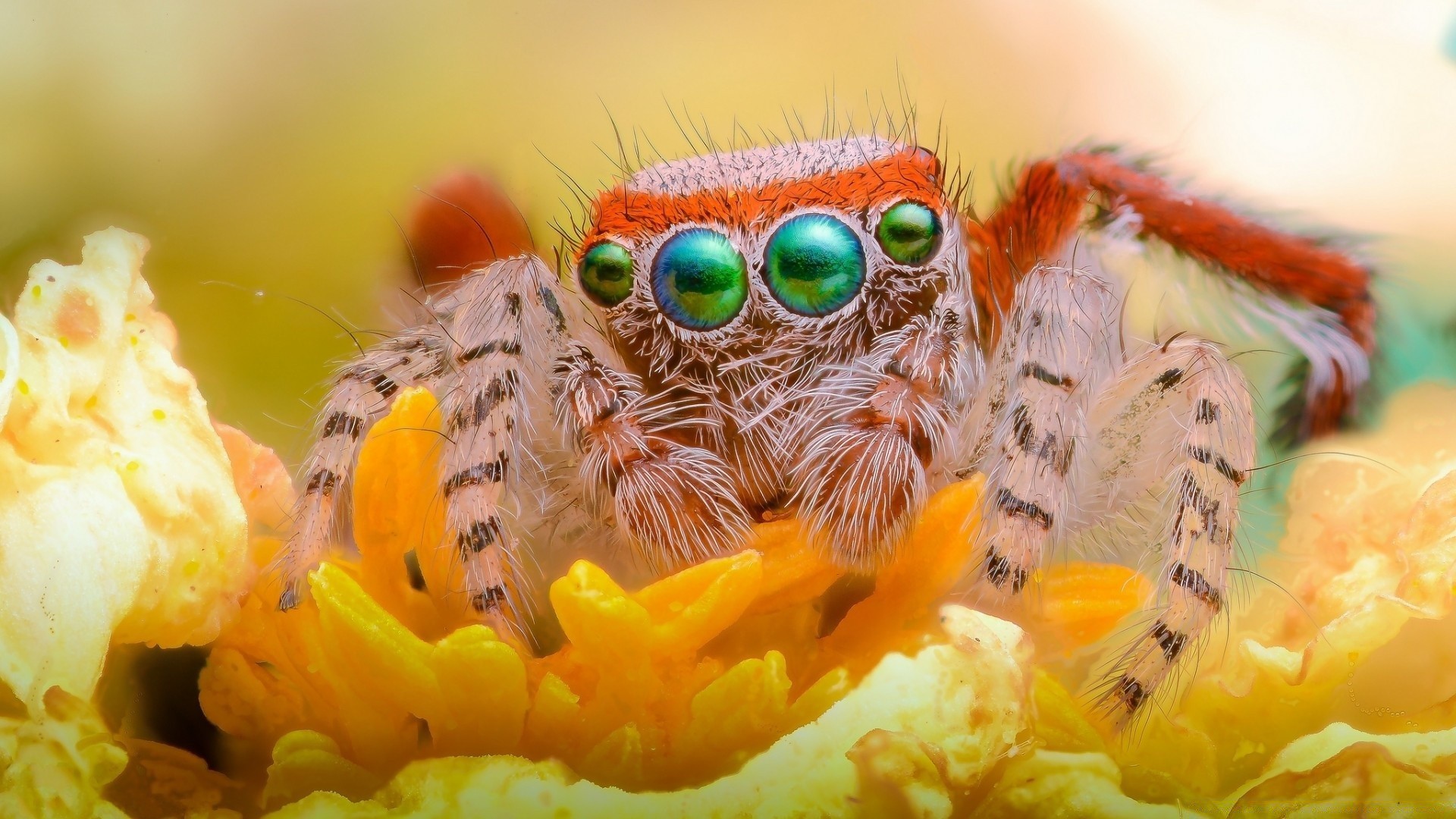 owady pulpit natura kolor zbliżenie kwiat zwierzę flora