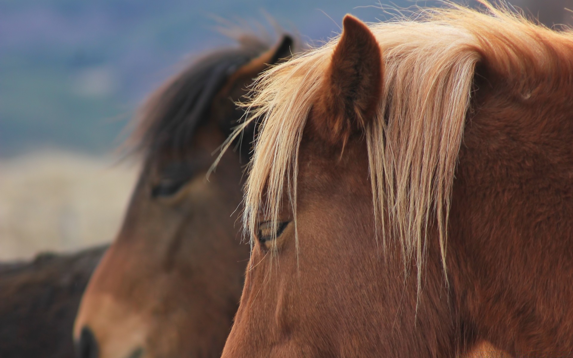 cavalli cavalleria natura mammifero mane mare animale ritratto cavallo all aperto allevamento di cavalli fattoria stallone da solo pascolo