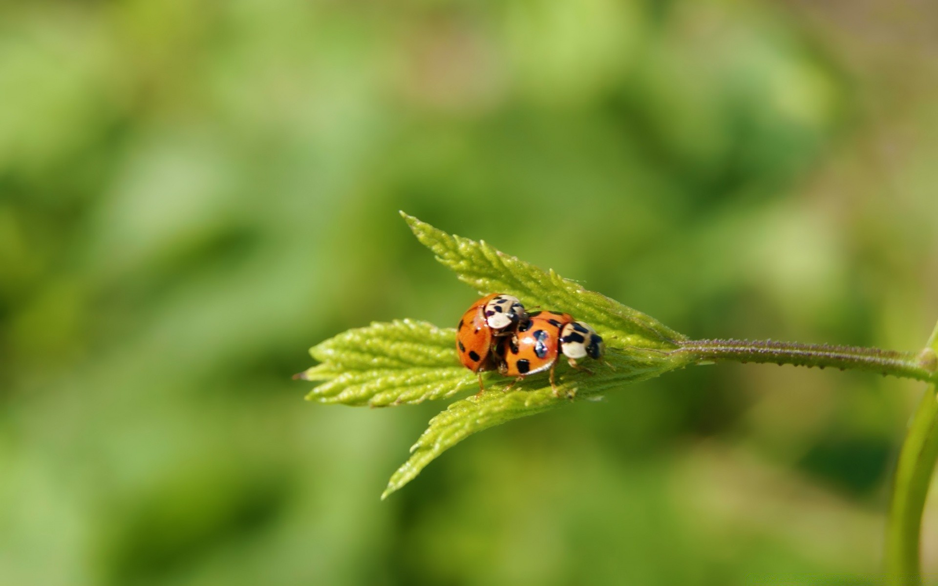 insekten natur blatt insekt marienkäfer biologie sommer flora im freien gras wenig umwelt