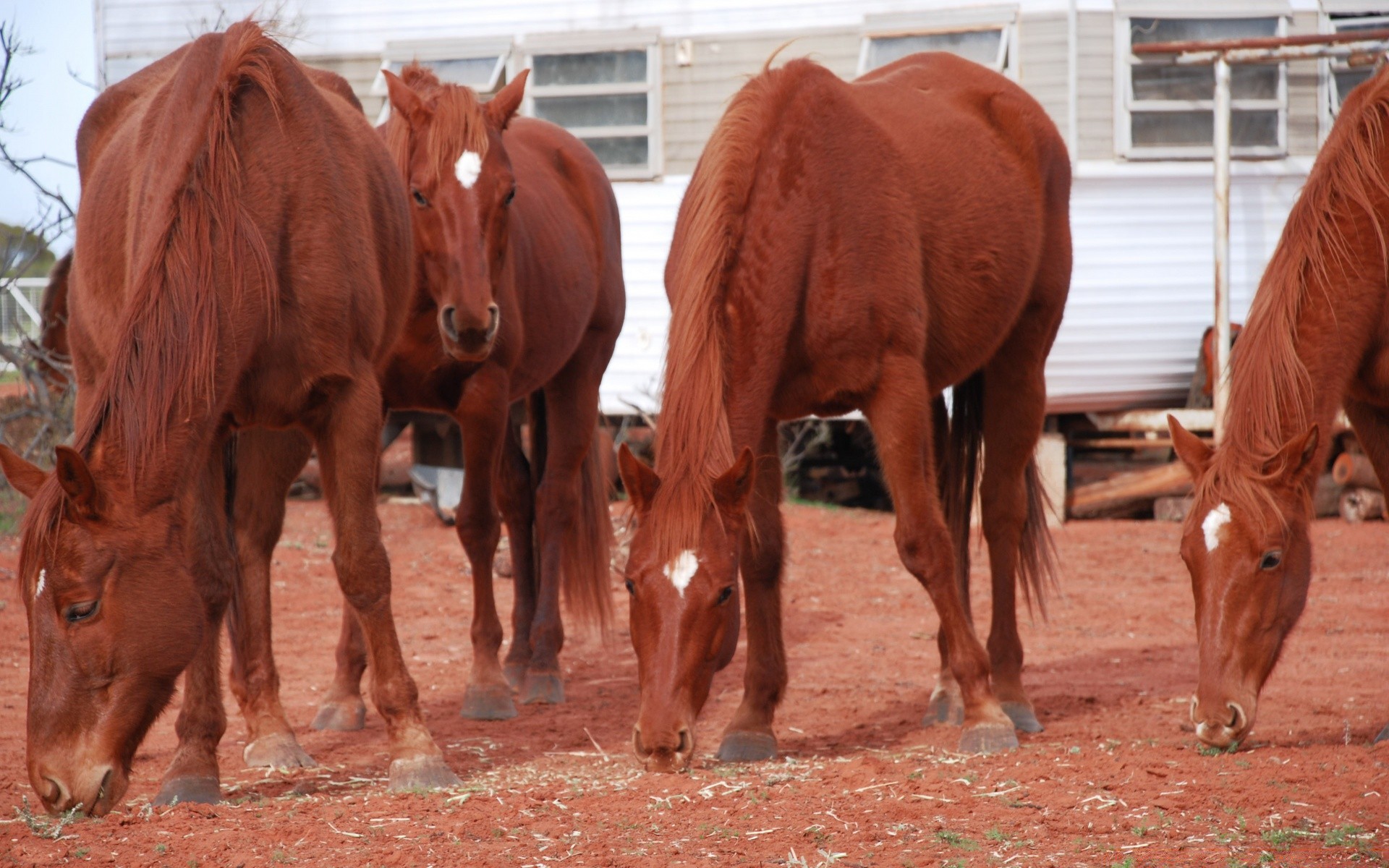 horses mammal livestock cattle agriculture farm pasture cavalry animal horse cow two sitting