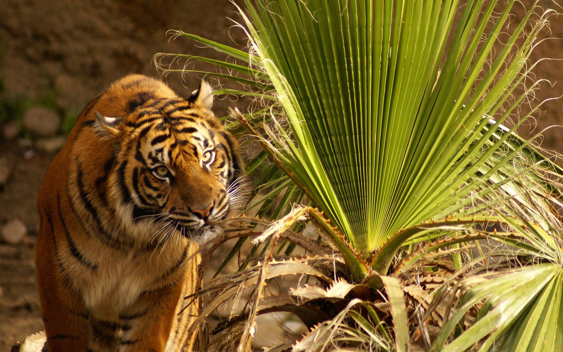 tigers nature wildlife jungle wild stripe