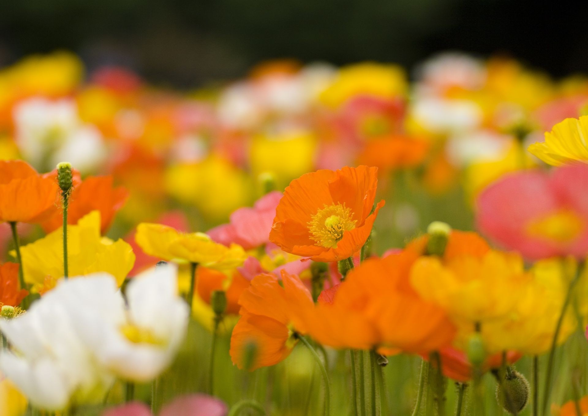 çiçekler doğa çiçek flora yaprak alan yaz bahçe parlak renk sezon çiçek çiçek açan lale açık havada petal çimen haşhaş kırsal güzel hava