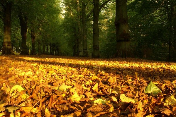 Caída de hojas amarillas en el bosque de otoño