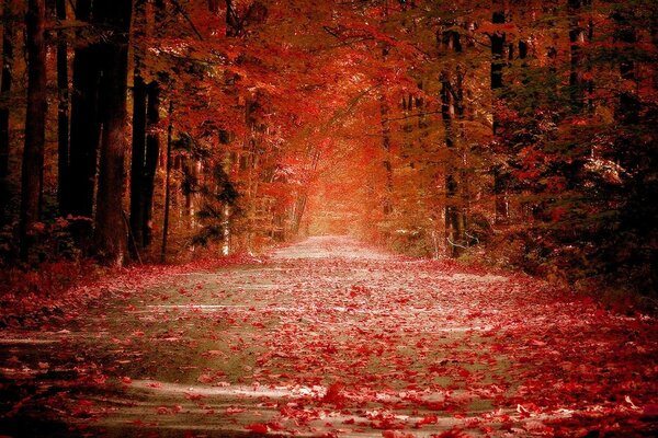 A estrada na floresta do outono e a queda de folhas vermelhas