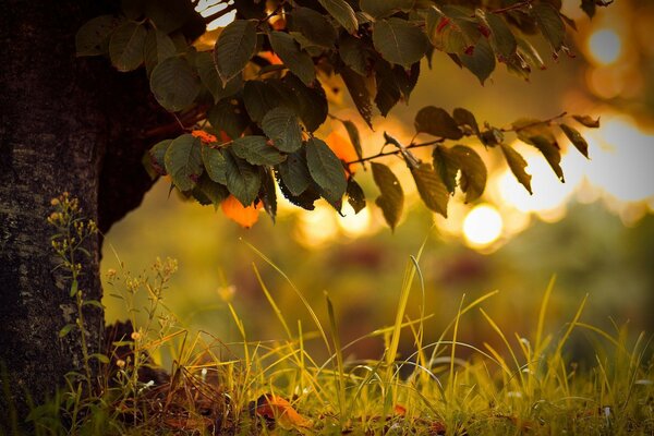 The rays of the sun in the green grass