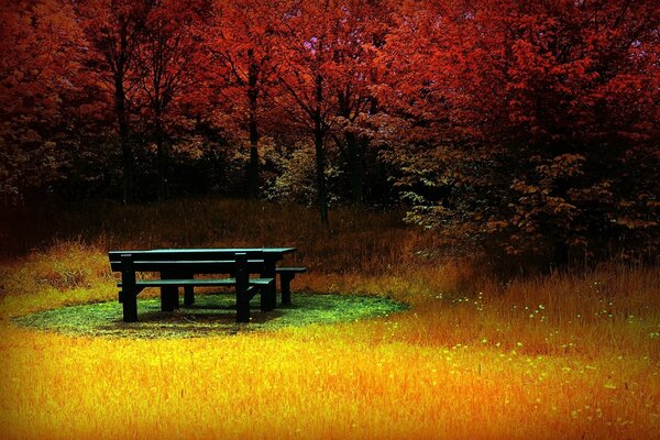 A bench on a circle of summer grass in the middle of an autumn forest