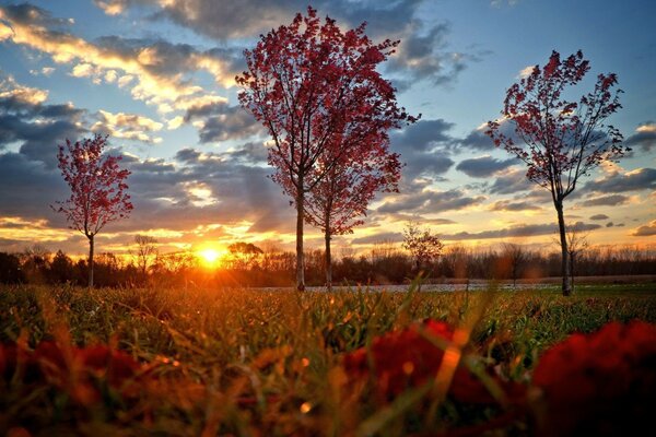 Árbol en el fondo de la puesta de sol de otoño