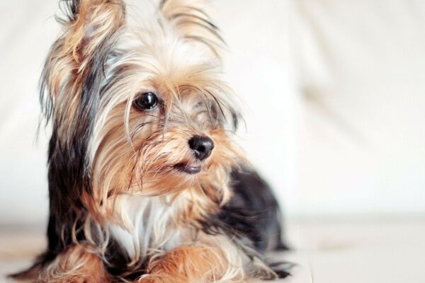 Piccolo cane al servizio fotografico