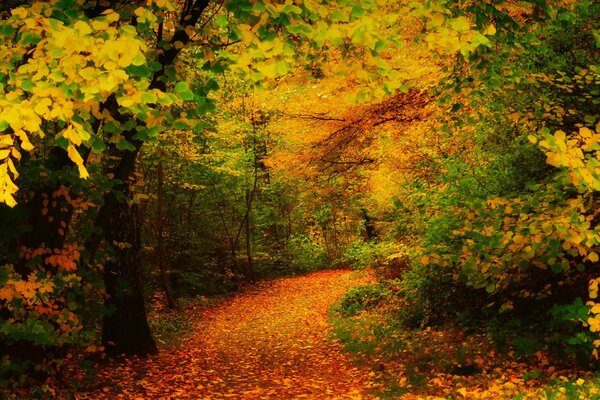 AUTUMN FOREST AND A PATH WITH LEAVES