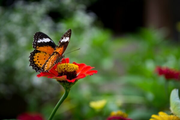 Schmetterling auf Blume im Freien