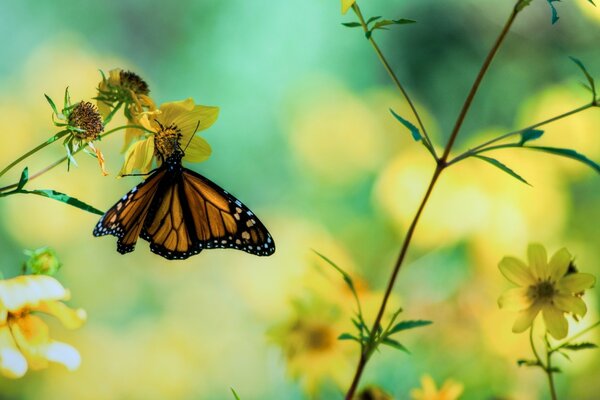 Schmetterling auf einer gelben Blume. Sommergarten