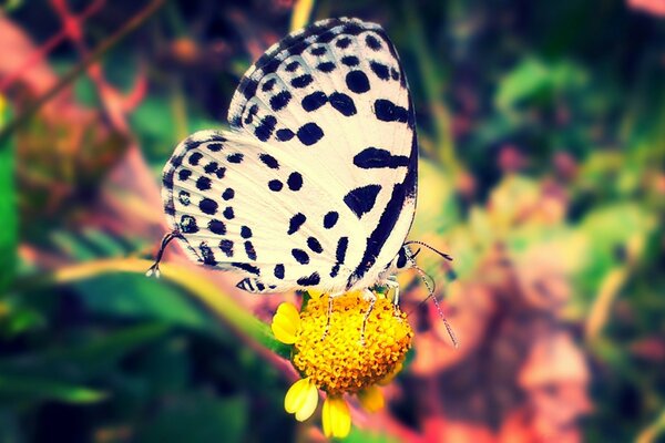 A butterfly sits on a yellow flower in the garden