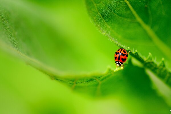 A ladybird travels on the surface of green leaves