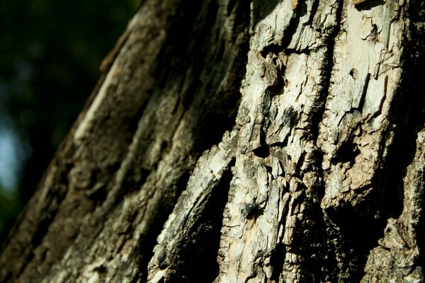 Die Rinde eines mehrjährigen Baumes im Wald