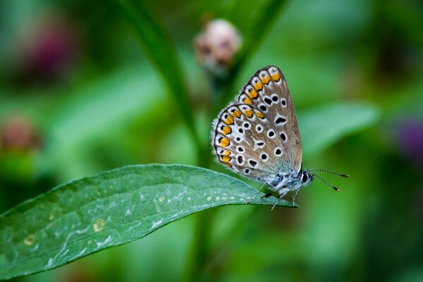 A butterfly sits on a green leaf