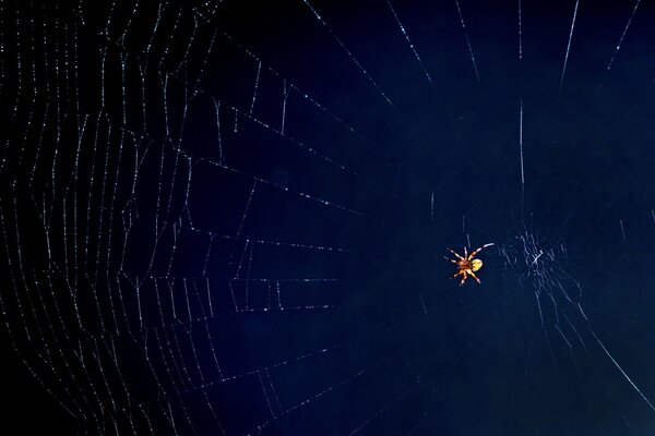 Bright spider on the background of darkness