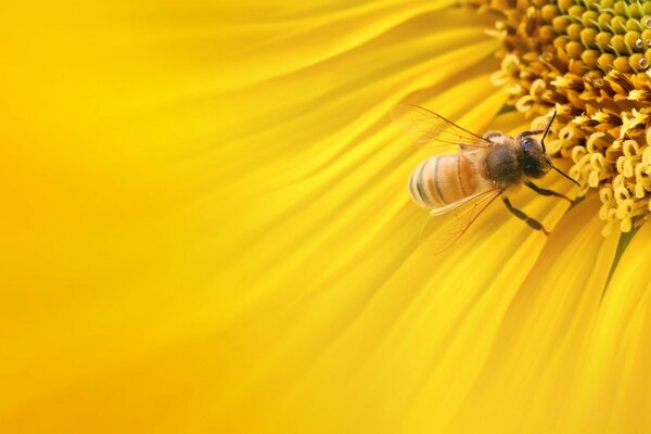 Insetto ape di colore giallo