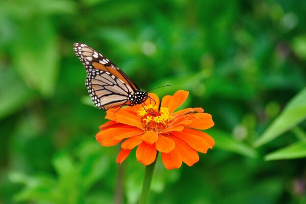 Schöner Schmetterling auf einer orangefarbenen Blume