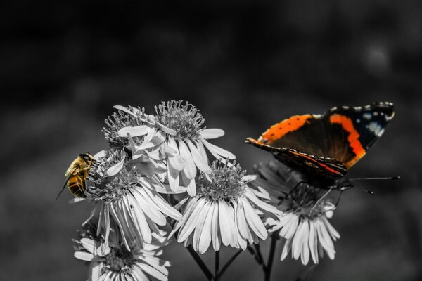 Bee and butterfly on black and white flowers