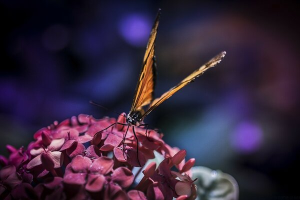 Butterfly on a flower, insect in nature