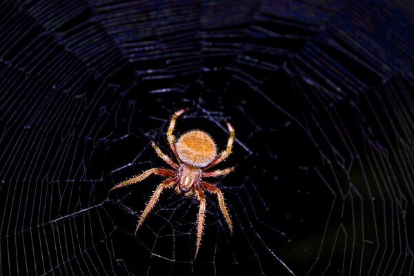 Hermosa araña en las profundidades de la oscuridad